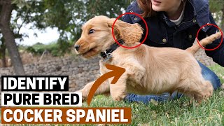 How to Identify a Pure Bred Cocker Spaniel Puppy?