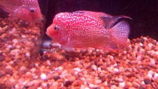 DSCF2514.AVI