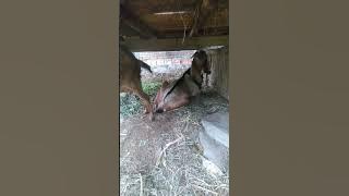 female and male peahens hiding under the cage