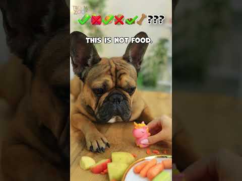 Cute ASMR 🐕#troomzoo #funnyvideo #dog