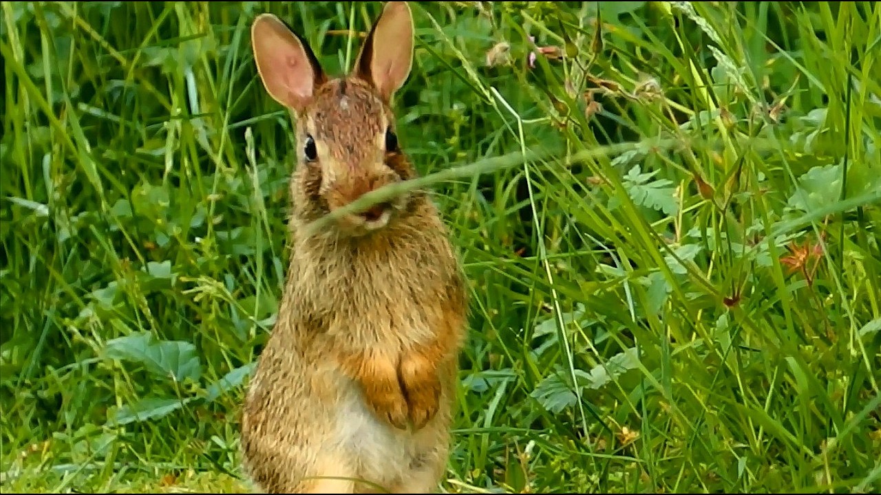 Introducing friendly baby bun Shallot! 1 of Ruby's new kits