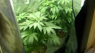 growing weed indoor orange county california 1