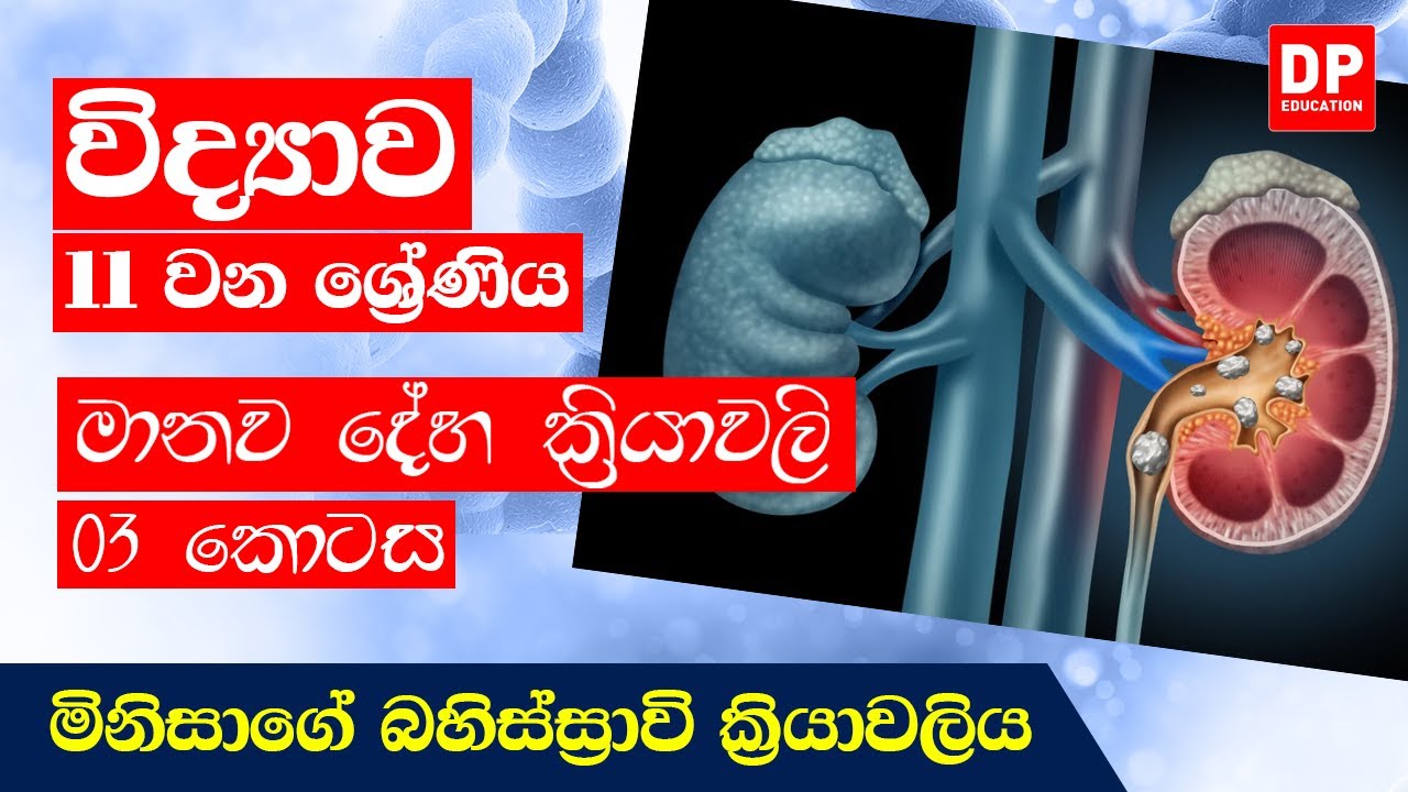 06 පාඩම (මානව දේහ ක්‍රියාවලි - 03 කොටස) | මිනිසාගේ බහිස්ස‍්‍රාවි ක‍්‍රියාවලිය | 11 ශ්‍රේණිය විද්‍යාව