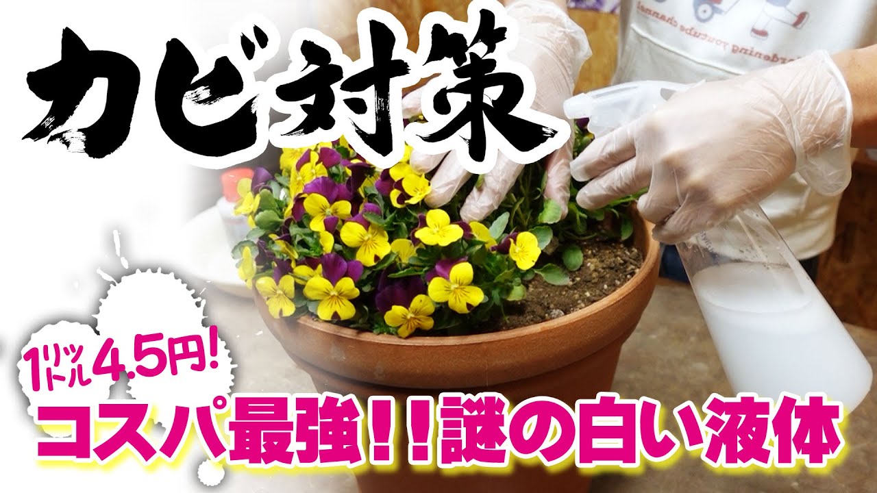 パンジー うどんこ病の治療