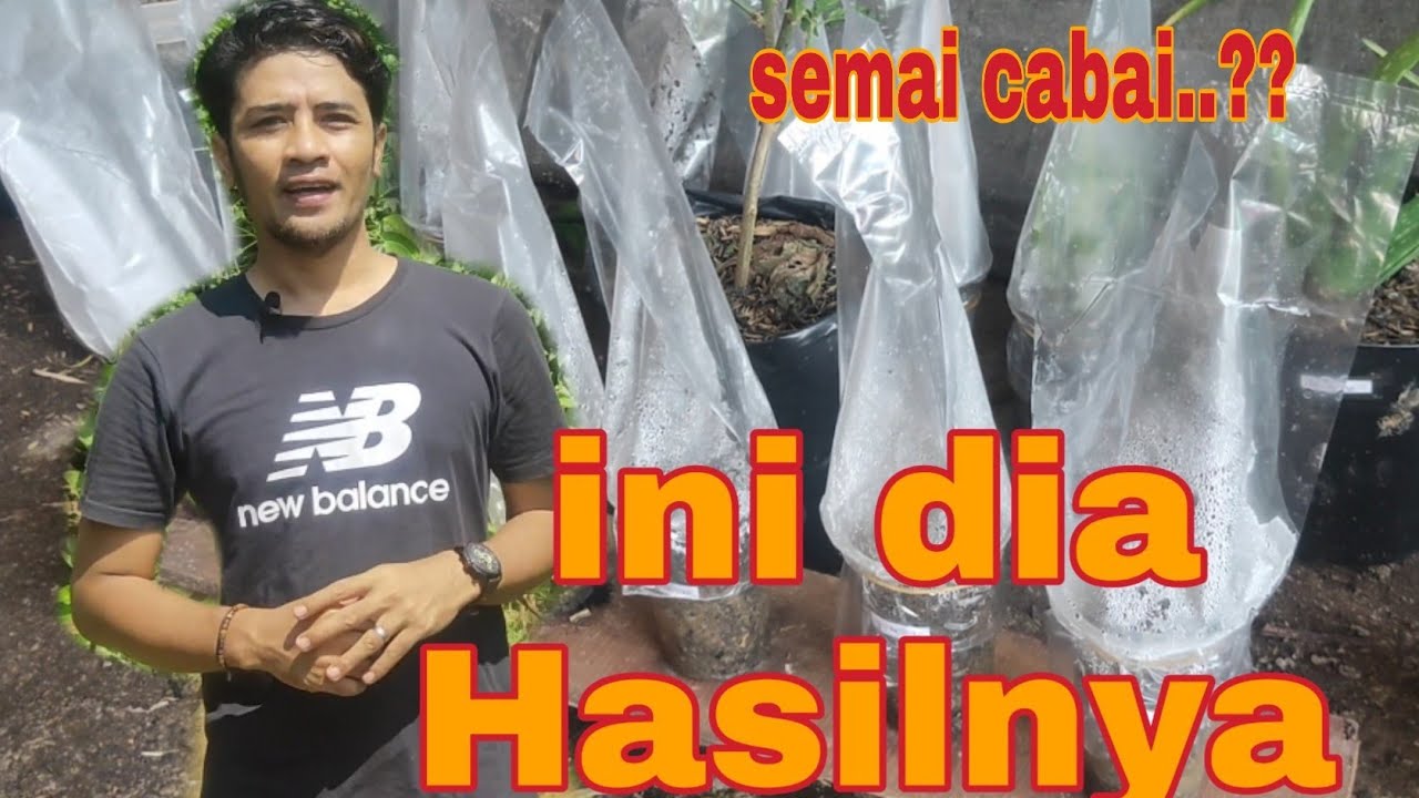 Cara menanam cabe (semai cabe) part.1 