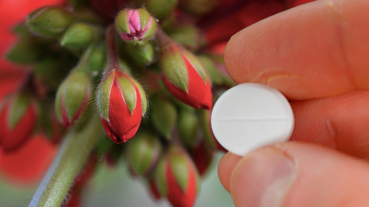 1 Таблетка Под Любой Цветок. Попрут на Глазах! Проверенный Рецепт Подкормить Цветок.