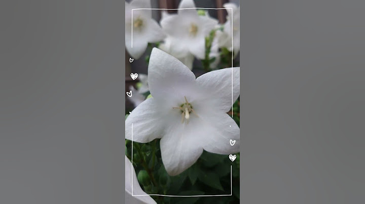 季節のお花をどうぞ。〔2023年6月22日〕