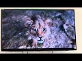 Simba 2 Full Movie Movie 