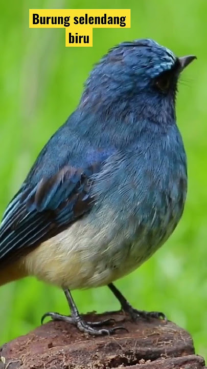 Suara burung selendang biru!!