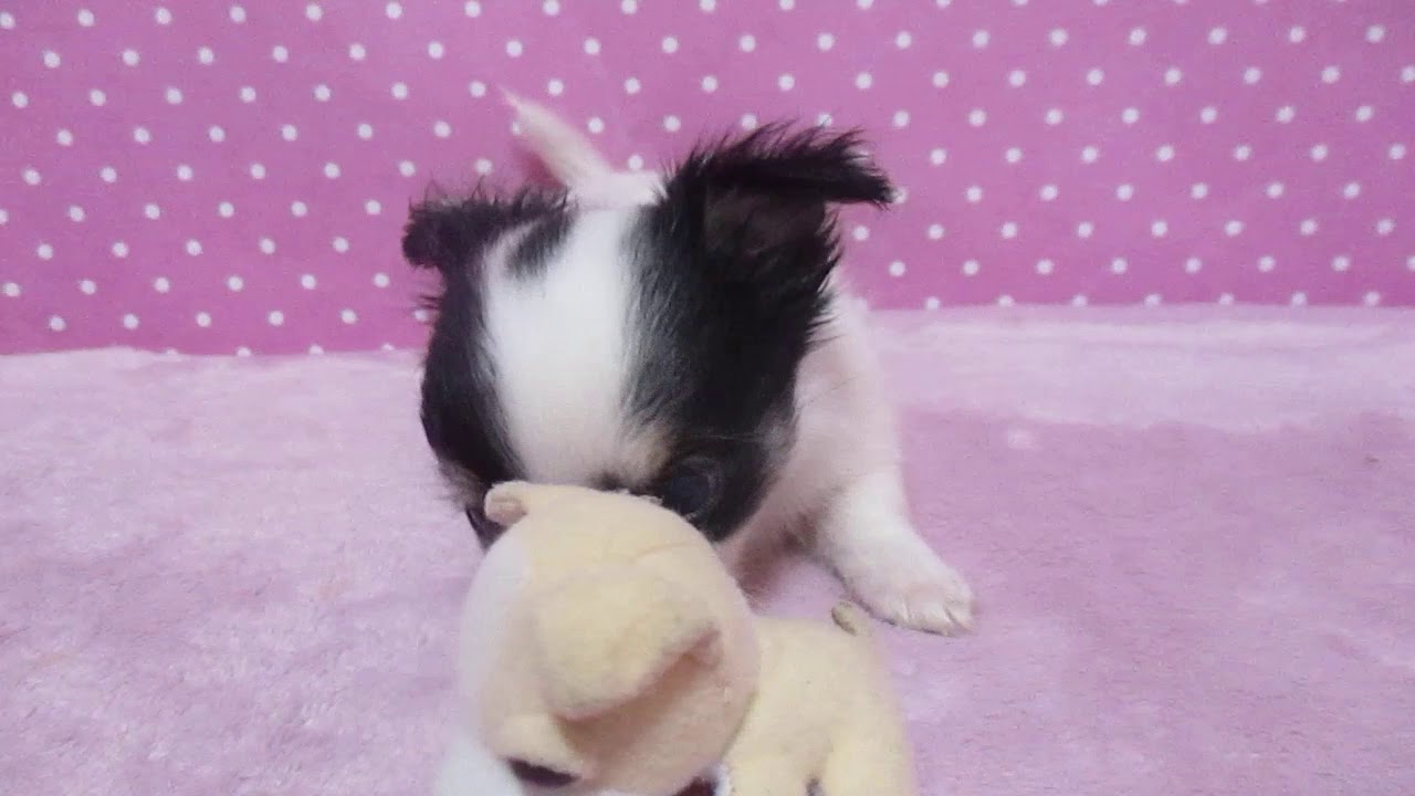 チワワ ロング 福岡県 女の子 年5月28日 ホワイト ブラック 牛柄の可愛い女の子 みんなのブリーダー 子犬id 06