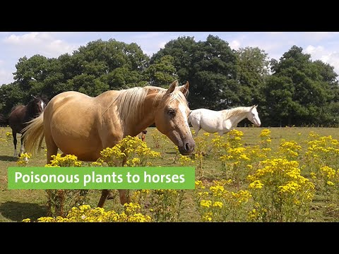 Video: Koně a jedovaté rostliny – jaké rostliny jsou pro koně jedovaté