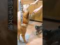 ごはんー！ごはんー！ #shorts #雑種犬 #雑種猫