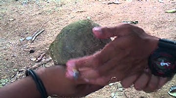 Explode coconut experiment
