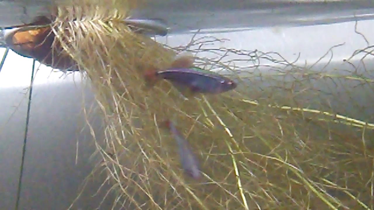 White Cloud Fish YouTube White Cloud Fish YouTube