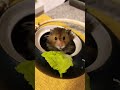 #haustiere #hamster #pets #cute #animals #youtubeshorts #viral #shorts #reels #foryou @