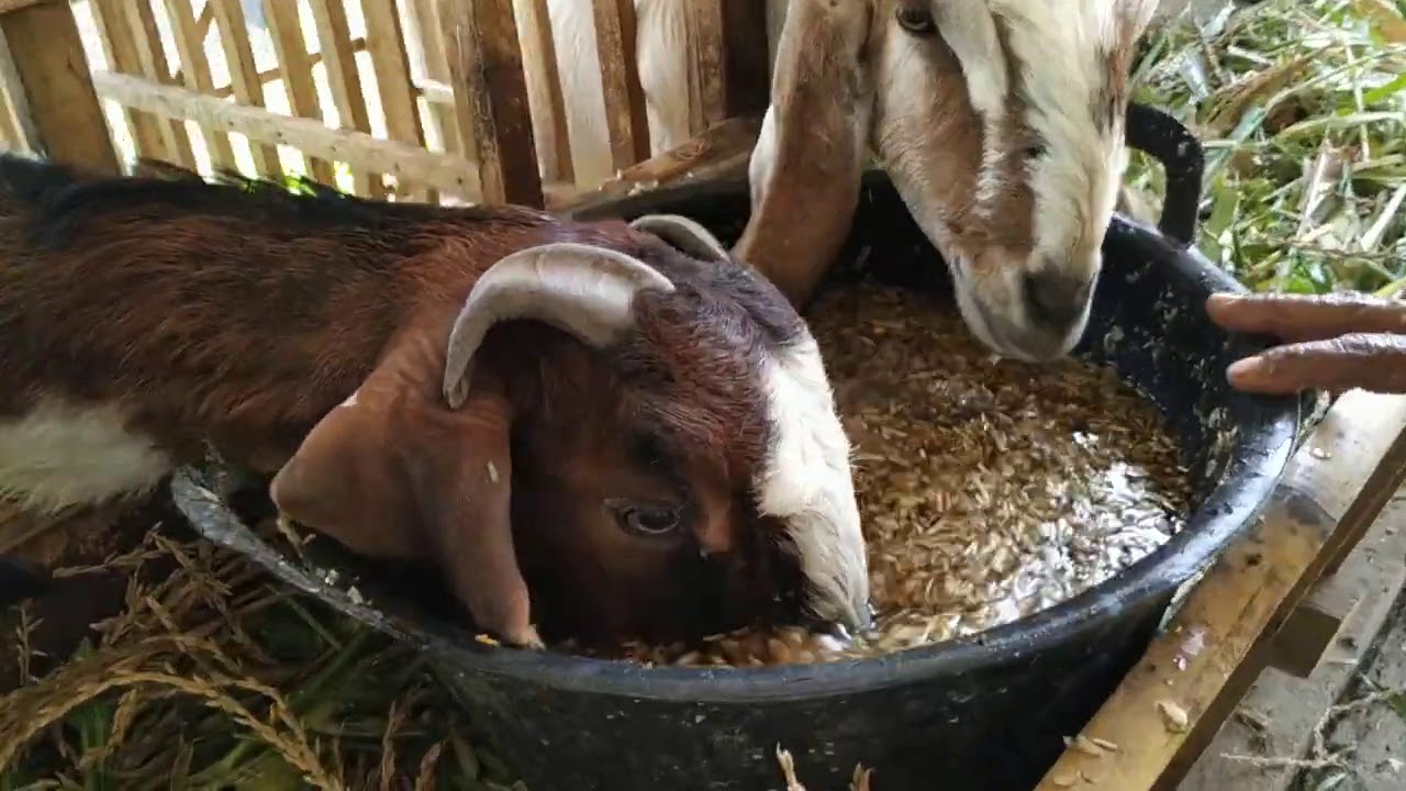 Pilihan Pakan Kambing Musim Kemarau Kandang Rukun Mulya 