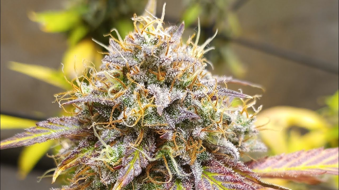 King kong day before chop, day 60 of flower