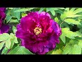 One day in Bejing in wonderful park. Peonies Blooming. Must see