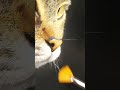 Painting whiskers
