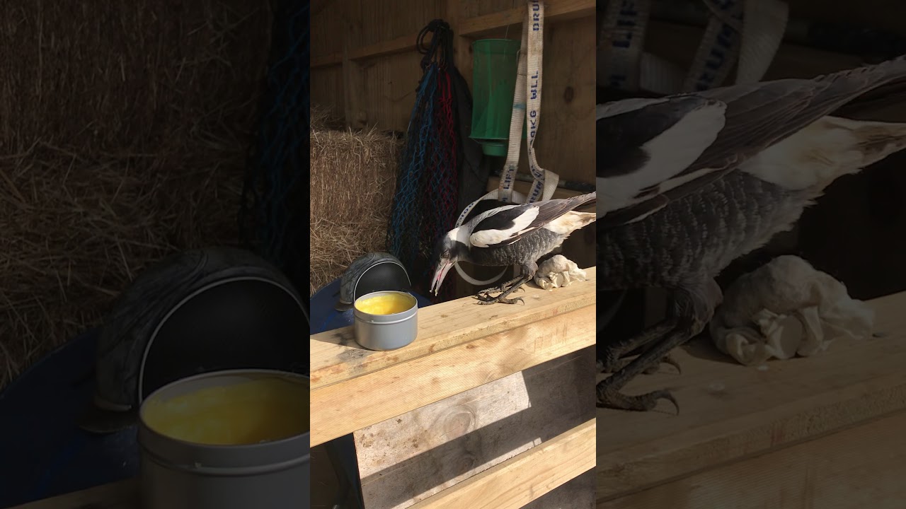 Not tested on animals - YouTube