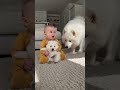【じんわり】赤ちゃんの膝で眠る白い子犬に親サモエドが近づいてきたときの表情がずるすぎた❤️🐕 #赤ちゃんと犬 #サモエド #shorts #babyanddog