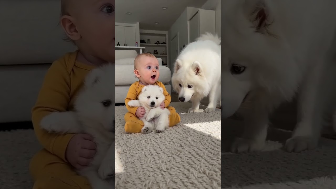【じんわり】赤ちゃんの膝で眠る白い子犬に親サモエドが近づいてきたときの表情がずるすぎた❤️🐕 #赤ちゃんと犬 #サモエド #shorts #babyanddog
