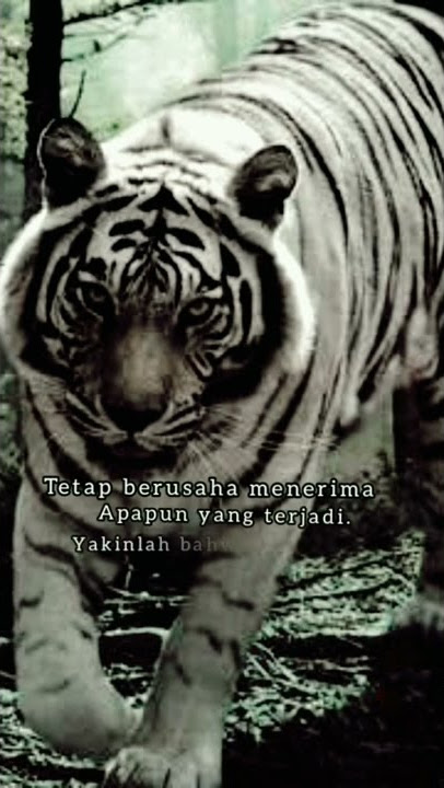 story wa macan putih #shorts
