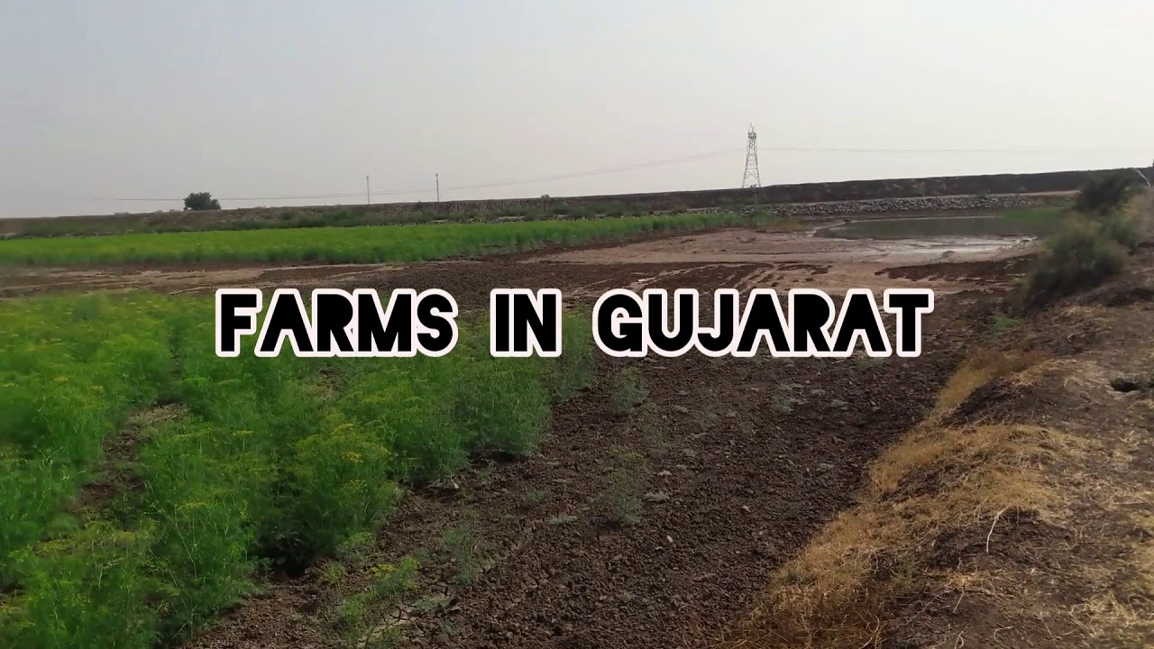 Agriculture Farming Gujarat ITEINDIA YouTube