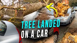 A Tree Was Blown Down During a Storm and Landed on a Car