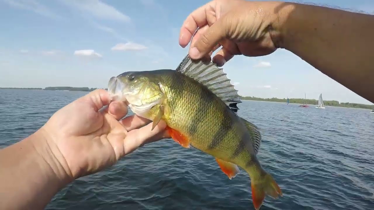 Quelques poissons Landais ...
