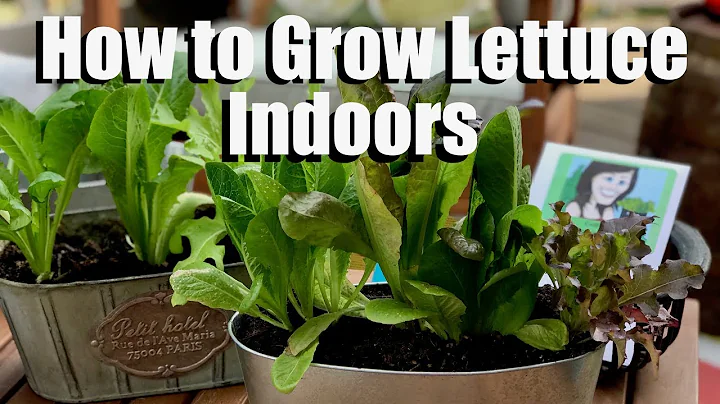 How to Grow Lettuce Indoors - Bring Your Garden INSIDE!