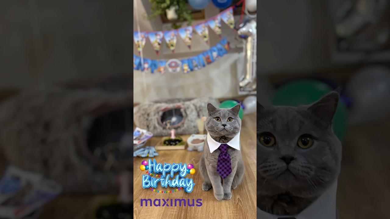 Happy Birthday Maximus 💙 