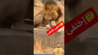 أفعى تتسلل بهدوء أسفل الأسد واختفاء مفاجئ!#shorts
