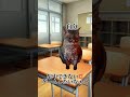 猫ミームで学校の物語を作りました！猫ミームで作って欲しい物語コメントで教えてください❣️🐈文字が早くてすみません暖かい目でみてください👀 #ゼペット #zepeto #ベビフェ