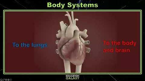 5th Grade - Science - Body Systems - Topic Overview