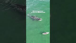 Китотерапия в бухте Врангеля 🐋