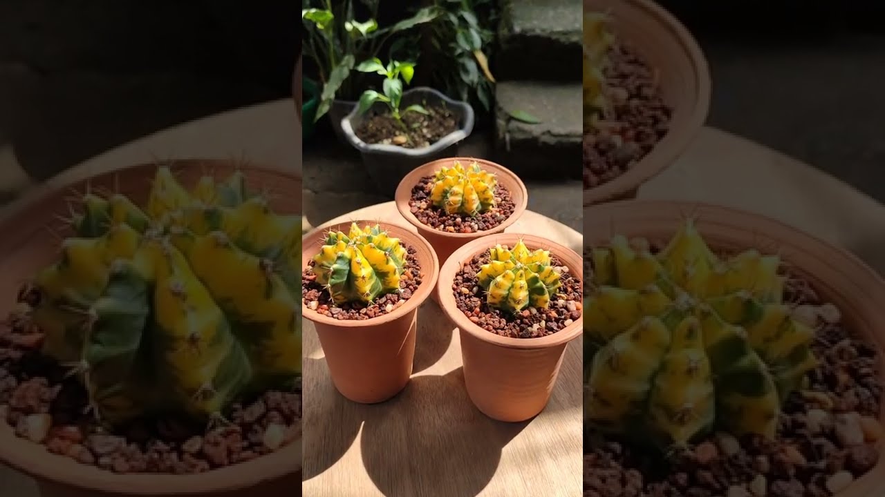 Repotting: Gymnocalycium Somjeed