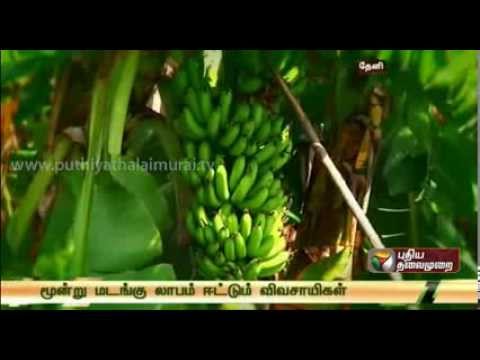 Tissue culture kind of Technologies helped Tamilnadu to become leading producer of Banana