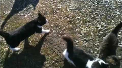 Herding Cats ~ Old Video Funny