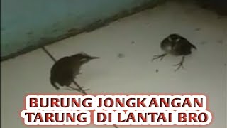 burung jongkangan gacor tarung di lantai seru banget bro | Kicau Burung