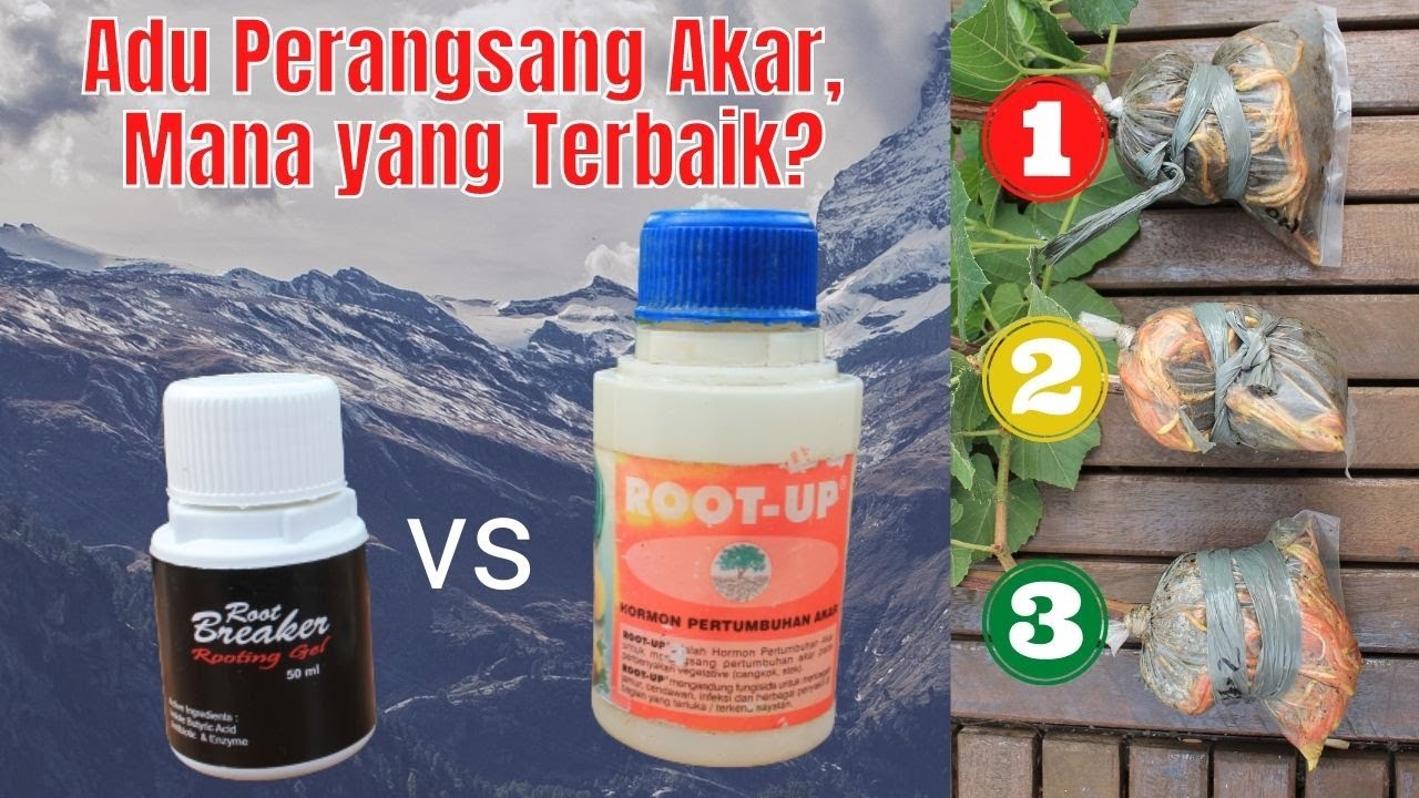 Perangsang Akar Terbaik Cangkok/Stek Anggur