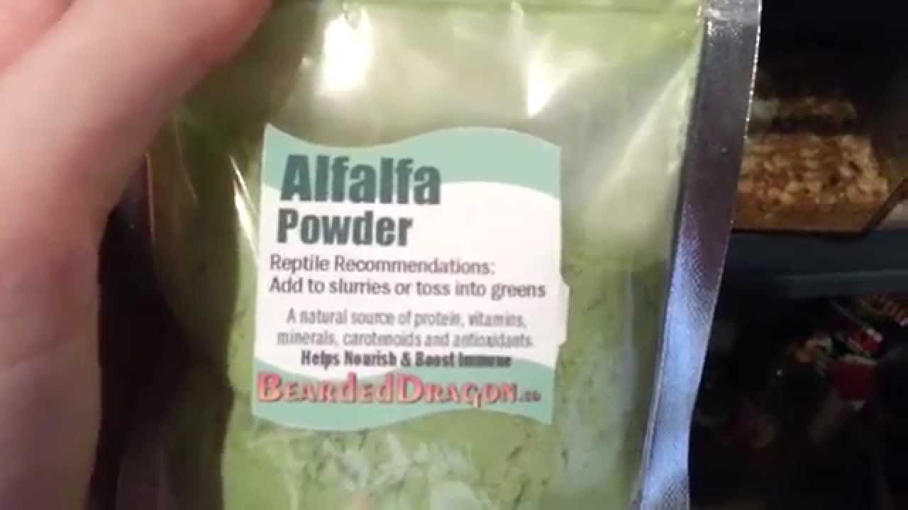 How to Make Any Beardie Food Super Nutritious YouTube