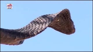 Nonstop - भभूता सिद्ध कथा | Bhabhuta Sidh Full Katha | Chunnilal, Neeta Nayak | Rajasthani Bhajan