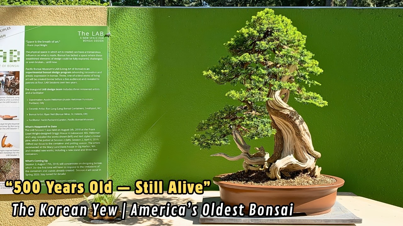 The Oldest Bonsai in America | The 500-Year Story of the Korean Yew