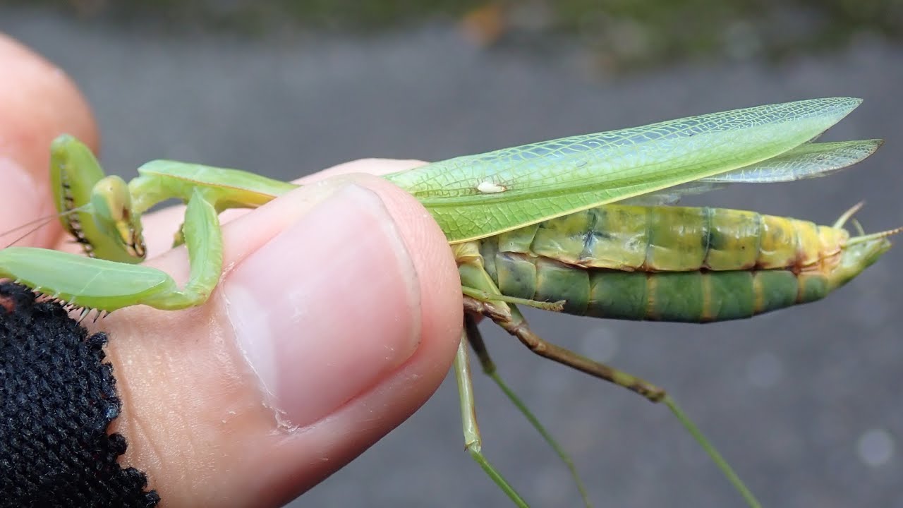 A praying mantis whose insides have been ravaged by parasites and