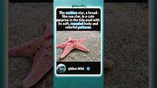 A bread-shaped starfish in the tide pool. #animalfacts #wildlife #wildlifeentertainment #animallife