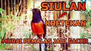 SIULAN DAN KRETEKAN MURAI BATU BUAT MURAI PEMALAS JADI GACOR❗❗