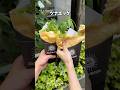 アロハクレープの【ツナエッグ】クレープ✨