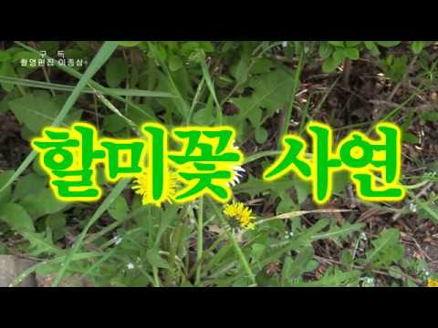 할미꽃 사연 (가사)     (원곡 송봉수)