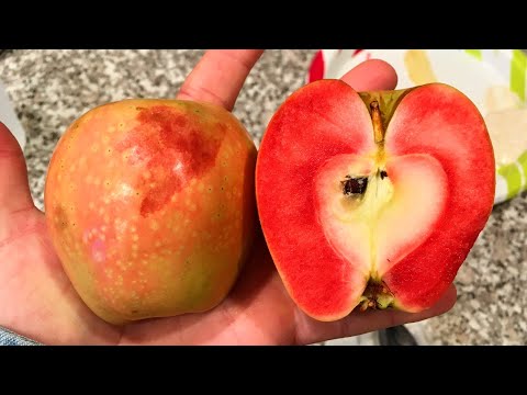 Video: Suncrisp Apple Tree Care: Loj hlob Suncrisp Apple Trees